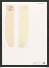 Diatomeae indet. Zeichnungen Sammlung Grunow (NHMW-BOT-W0372494)